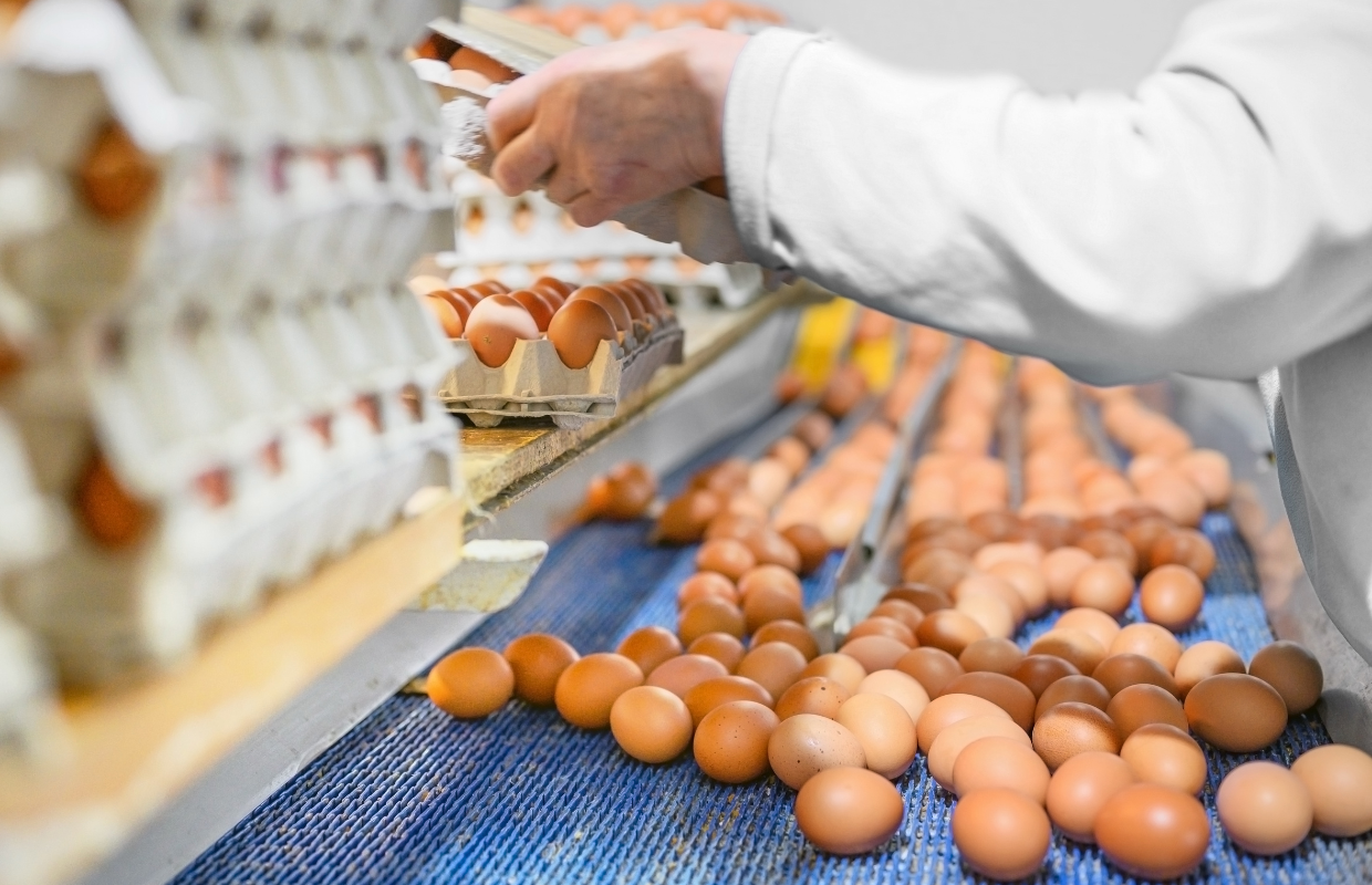 egg inspection uv light technology applications